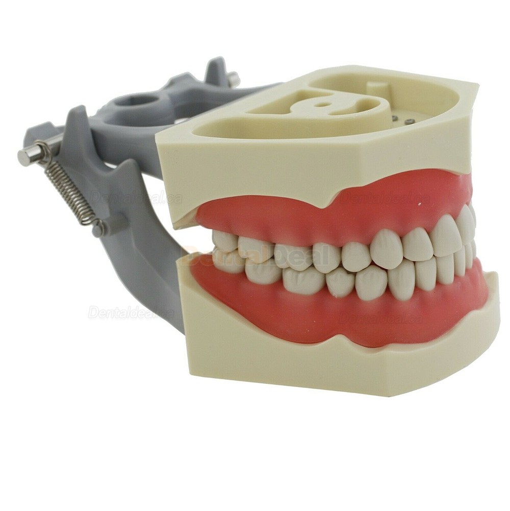 Dental Typodont Model 32Pcs Teeth M8030 Fit Columbia 860